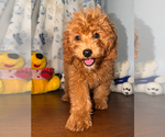Small #42 Goldendoodle mix (+ Poodle Miniature)
