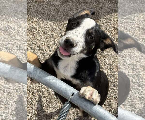Medium Photo #3 Boxer-Unknown Mix Puppy For Sale in MIDWAY, UT, USA