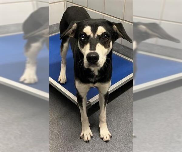 Medium Photo #1 Siberian Husky-Unknown Mix Puppy For Sale in San Antonio, TX, USA