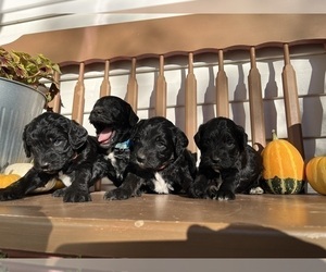 Springerdoodle Puppy for Sale in CHETEK, Wisconsin USA
