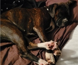 Mother of the Boxer puppies born on 10/25/2022