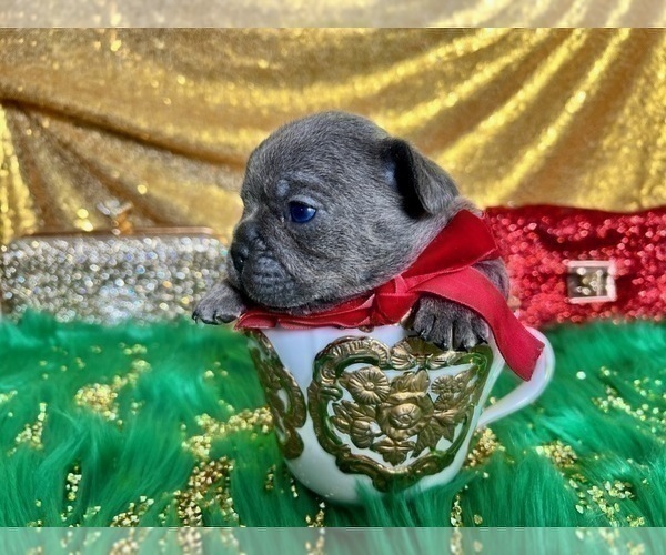 Medium Photo #80 French Bulldog Puppy For Sale in HAYWARD, CA, USA