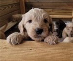 Small Photo #15 Goldendoodle Puppy For Sale in MORELAND, GA, USA