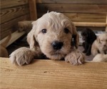 Small #2 Goldendoodle