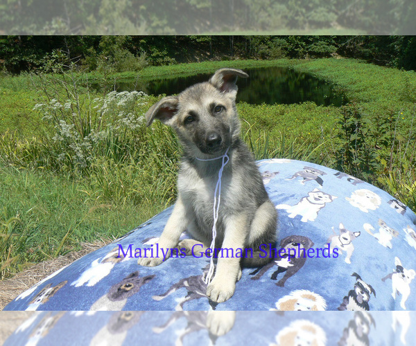 Medium Photo #3 German Shepherd Dog Puppy For Sale in PIEDMONT, MO, USA