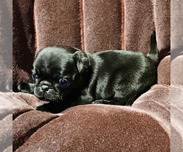 Medium Photo #1 Pug Puppy For Sale in BRIDGETOWN, OH, USA