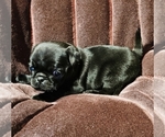 Small Pug