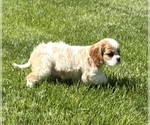 Small #7 Cavalier King Charles Spaniel