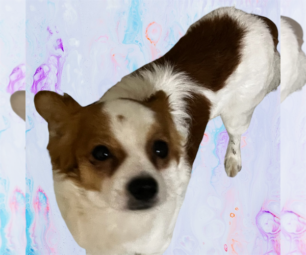 Medium Photo #2 Chion Puppy For Sale in The Woodlands, TX, USA