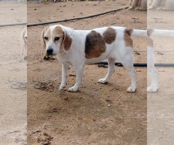 Medium Photo #7 Beagle Puppy For Sale in Apple Valley, CA, USA