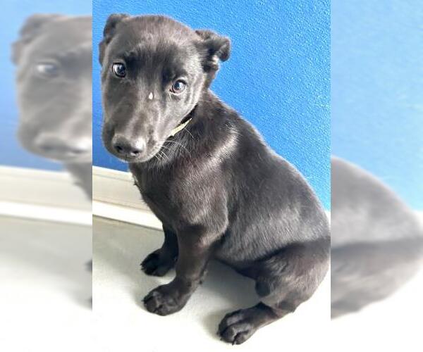 Medium Photo #1 German Shepherd Dog-Unknown Mix Puppy For Sale in Visalia, CA, USA