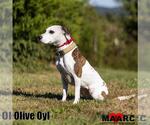 Small Photo #5 Pointer-Unknown Mix Puppy For Sale in Maryville, TN, USA