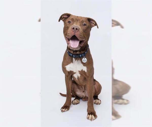 Medium Photo #3 Mutt Puppy For Sale in Forestville, MD, USA