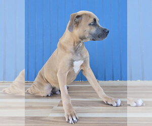 Newt - Male American Staffordshire Terrier-Unknown Mix Dog for Adoption - Photo #3