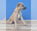 Small Photo #3 American Staffordshire Terrier-Unknown Mix Puppy For Sale in Lakewood, CO, USA