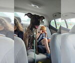 Small Photo #1 American Pit Bull Terrier-Siberian Husky Mix Puppy For Sale in NEW BETHLEHEM, PA, USA