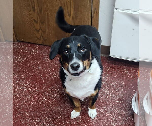 Medium Photo #10 Mutt Puppy For Sale in Fargo, ND, USA