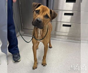 Mutt Dogs for adoption in Washington, DC, USA