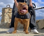 Small Photo #1 American Bully Puppy For Sale in JURUPA VALLEY, CA, USA