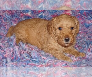Miniature Labradoodle Puppy for sale in LA HABRA, CA, USA
