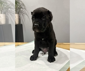 Cane Corso Puppy for sale in PORTLAND, OR, USA
