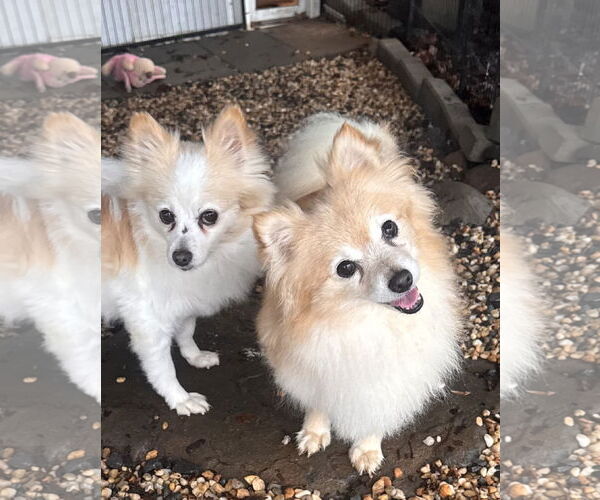 Medium Photo #4 Pomeranian Puppy For Sale in Pottstown, PA, USA