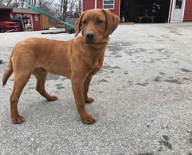 Medium Photo #19 Labrador Retriever Puppy For Sale in BUCK, PA, USA