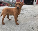 Small Photo #19 Labrador Retriever Puppy For Sale in BUCK, PA, USA