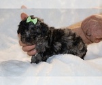 Small #13 ShihPoo