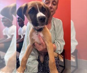 Black Mouth Cur-Unknown Mix Dogs for adoption in Louisville, KY, USA