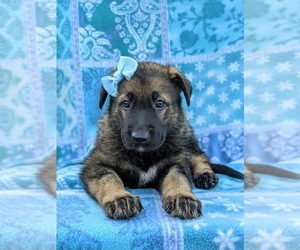 German Shepherd Dog Puppy for sale in PEACH BOTTOM, PA, USA