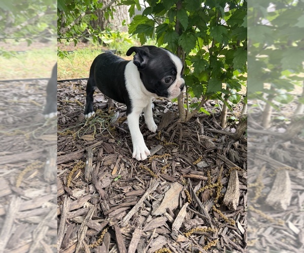 Medium Photo #5 Boston Terrier Puppy For Sale in FREDONIA, KS, USA
