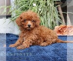 Small #1 Cavapoo (Miniature)