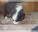 Small Photo #58 Australian Shepherd-Pembroke Welsh Corgi Mix Puppy For Sale in GALLEGOS, NM, USA