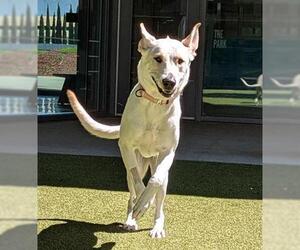 German Shepherd Dog Dogs for adoption in San Martin, CA, USA