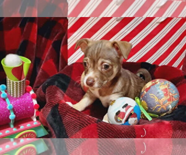 Medium Photo #1 Cairn Terrier-Unknown Mix Puppy For Sale in Arlington, WA, USA