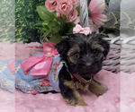 Small #3 Shorkie Tzu