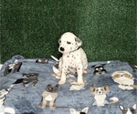 Puppy Kingston Dalmatian