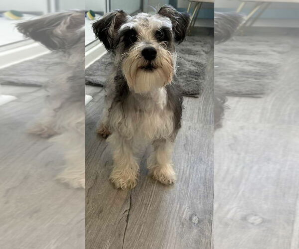 Medium Photo #1 Mutt Puppy For Sale in Newfoundland, PA, USA