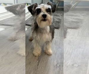 Mutt Dogs for adoption in Newfoundland, PA, USA