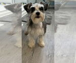 Small Mutt