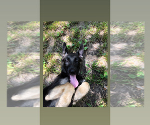 German Shepherd Dog Puppy for sale in IRVING, TX, USA