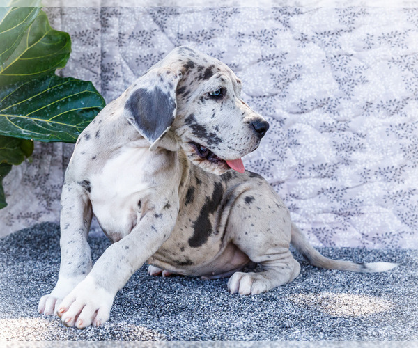 Medium Photo #16 Great Dane Puppy For Sale in WAKARUSA, IN, USA