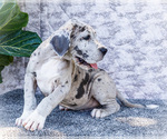 Small #15 Great Dane