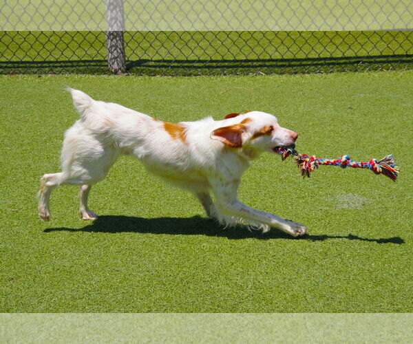 Medium Photo #4 Brittany Puppy For Sale in Curwensville, PA, USA