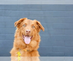 Retriever -Unknown Mix Dogs for adoption in Sandy, UT, USA