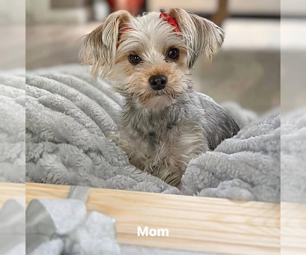 Medium Photo #1 Yorkshire Terrier Puppy For Sale in CLIFTON, NJ, USA