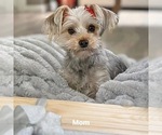 Small Photo #1 Yorkshire Terrier Puppy For Sale in CLIFTON, NJ, USA