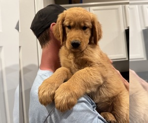 Golden Retriever Litter for sale in CALDWELL, ID, USA