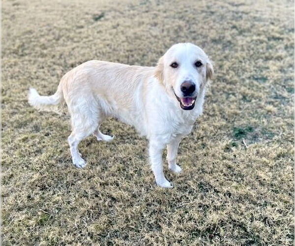 Medium Photo #4 Great Pyrenees Puppy For Sale in Spring, TX, USA